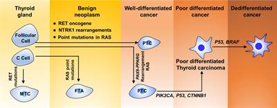 The Emerging Landscapes of Long Noncoding RNA in Thyroid Carcinoma: Biological Functions and Clinical Significance